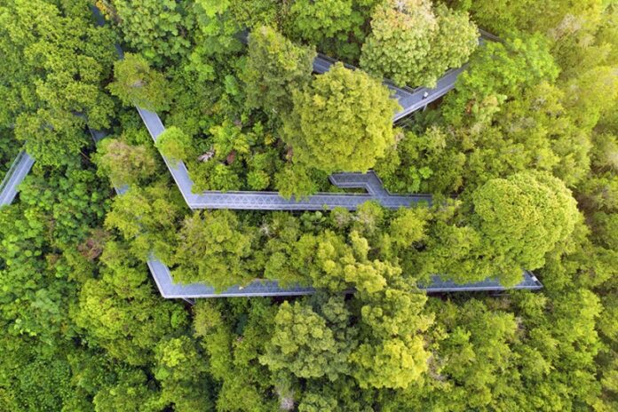 How Singapore is turning to tech to keep tabs on its trees