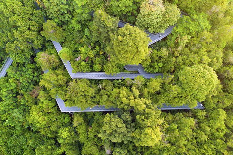 How Singapore is turning to tech to keep tabs on its trees