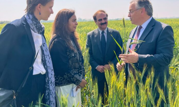 United States Partners with Pakistan to Help Farmers Improve Fertilizer Use