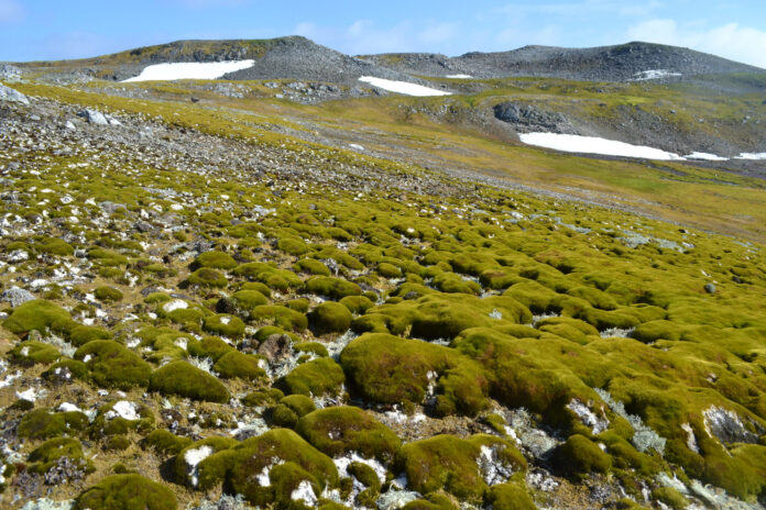 Worrying Satellite Images Of The Antarctic Peninsula Have Researchers In "Disbelief"