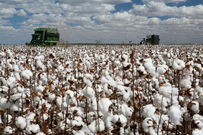 Snow on the Plains: How Uzbekistan’s Cotton is Weaving a New Global Destiny