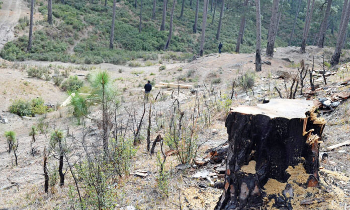 Murree, Once a Sanctuary, Now a Scar: A Tale of Water, Forests, and Loss