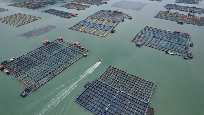China’s Floating Fish Farms and the Future of the Ocean Economy